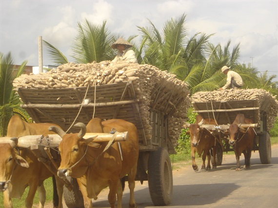 Tinh bột sắn tăng mạnh thị phần ở Trung Quốc Tinh bột sắn tăng mạnh thị phần ở Trung Quốc